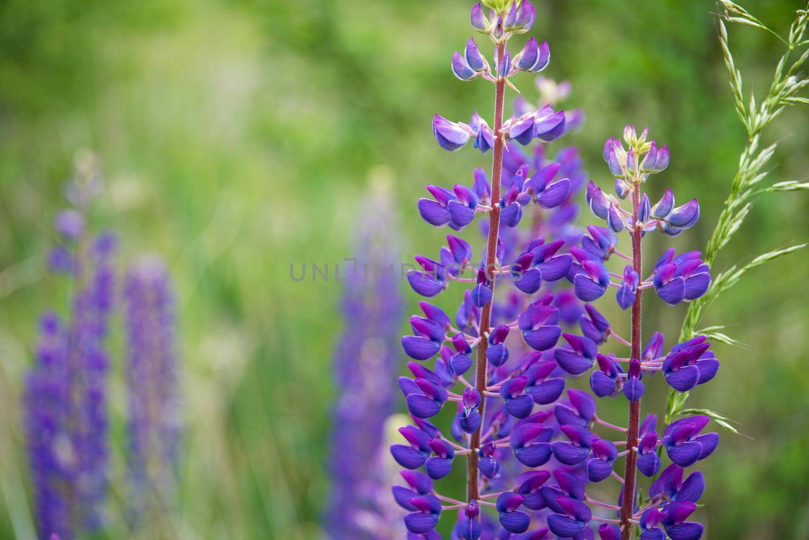 Lupines in bloom