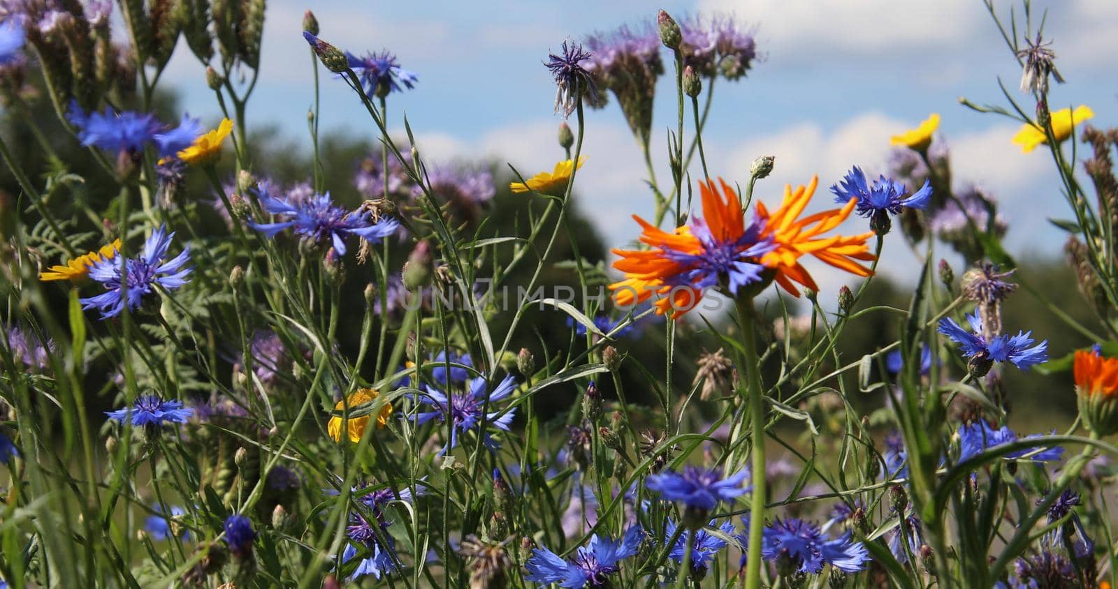 beautiful colorful flower meadow with a visit of honey bees