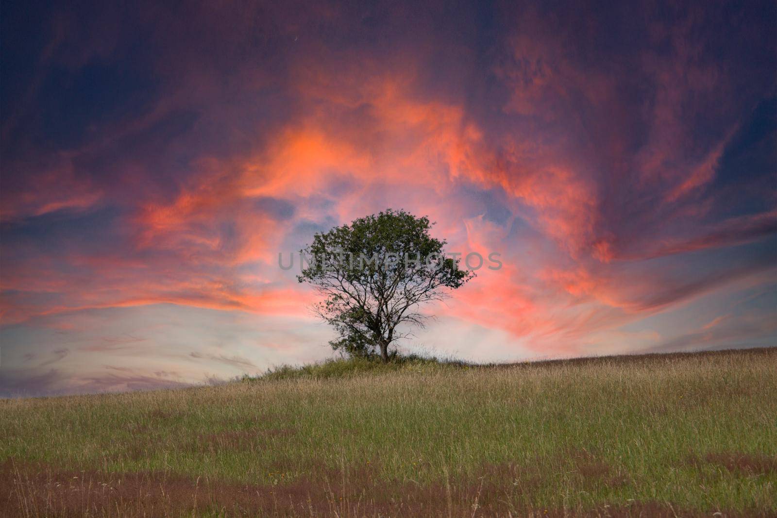 Heather landscape with grasses and individual trees and red clouds