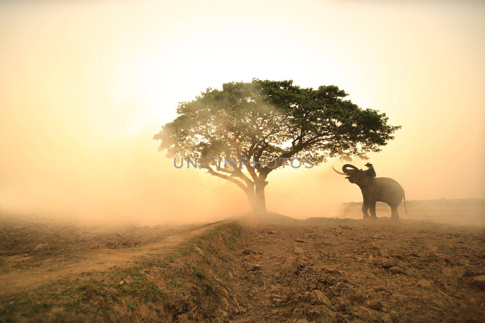 Spirit of Asia,Thailand Countryside; Farmer and elephant on the background of sunrise. Asian culture by chuanchai