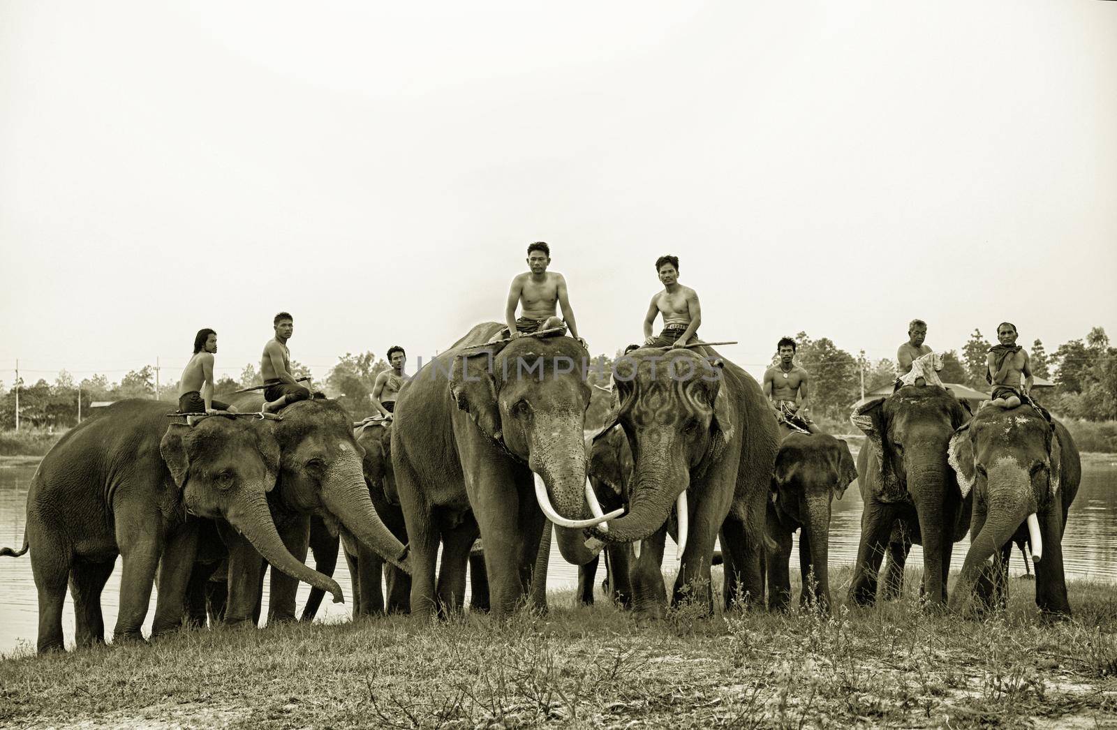 Portrait of Elephant and mahout in the forest.