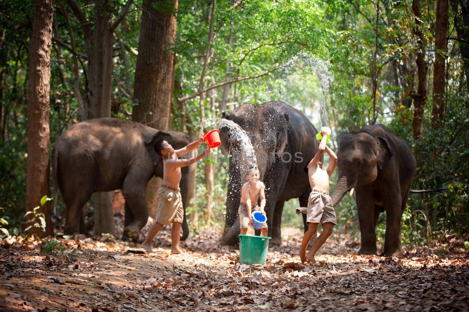 Children play with water in forest against elephants.