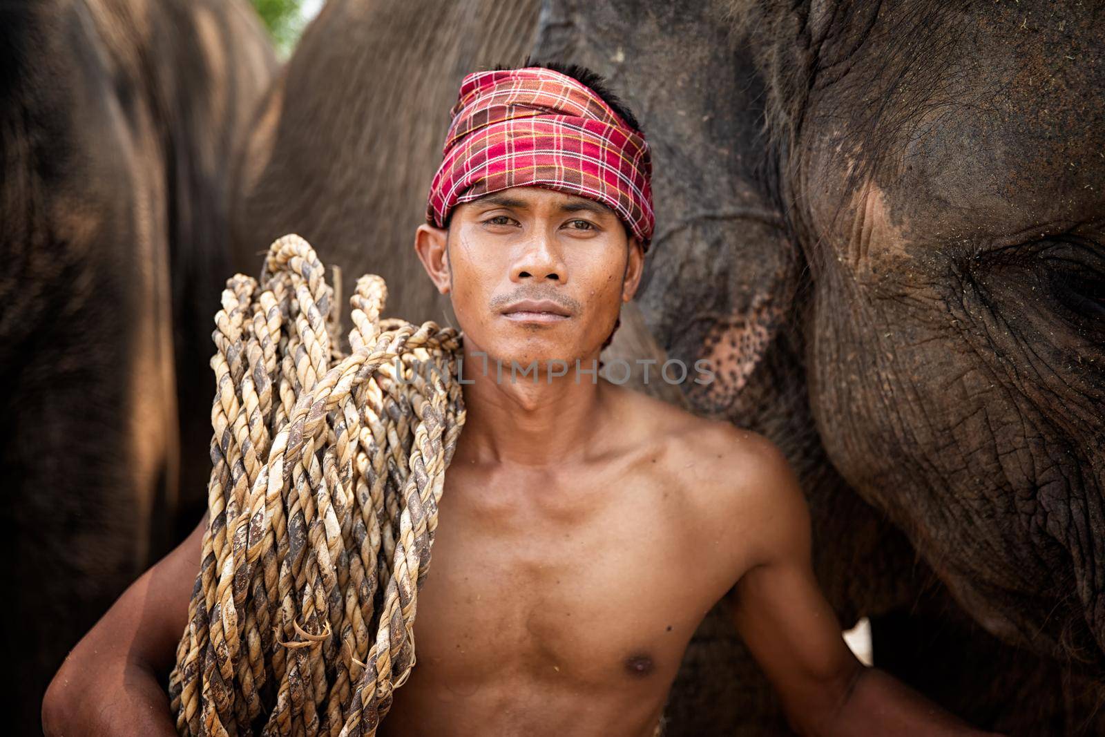 Portrait of Elephant and mahout in the forest.