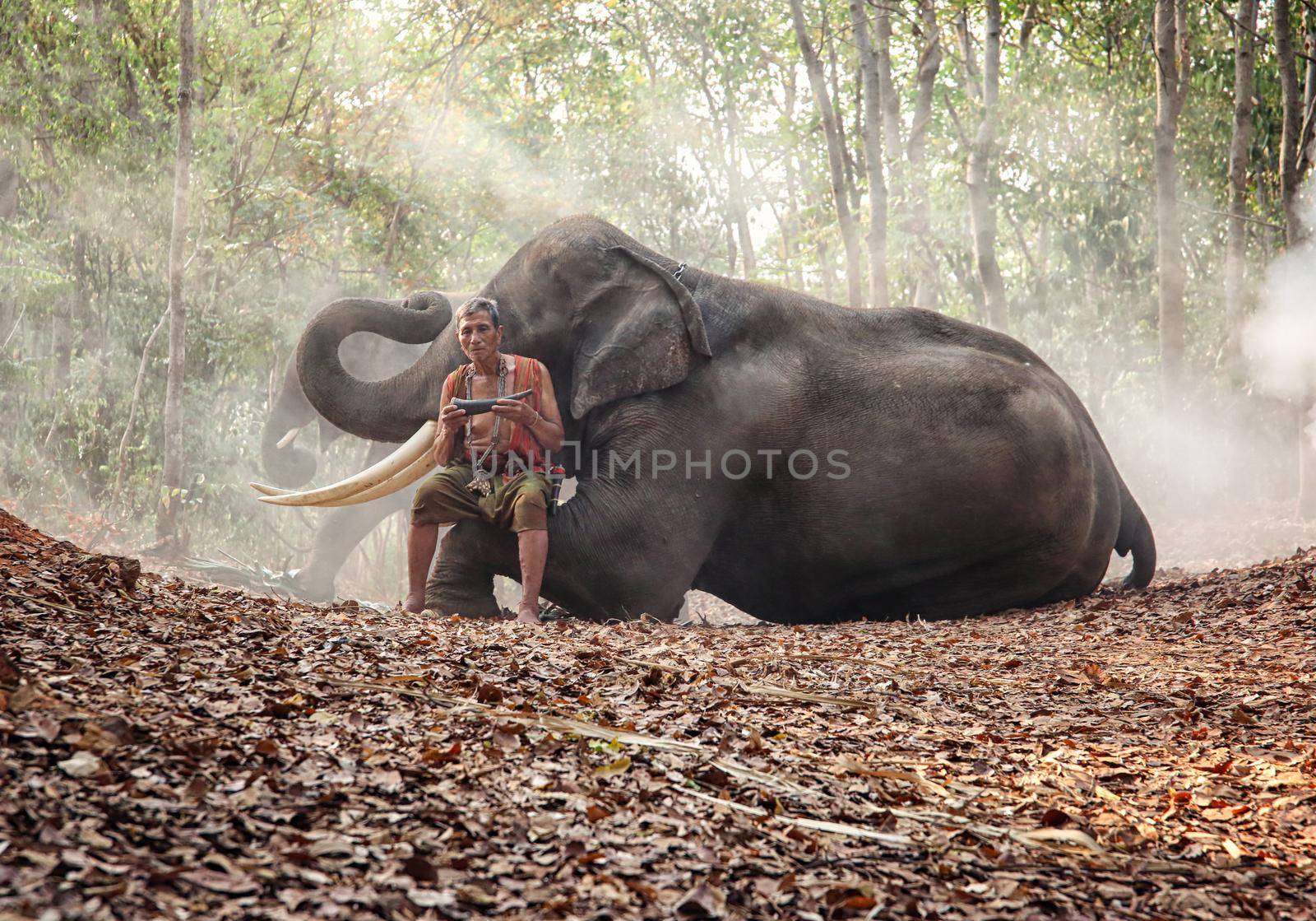 Portrait of Elephant and mahout in the forest.