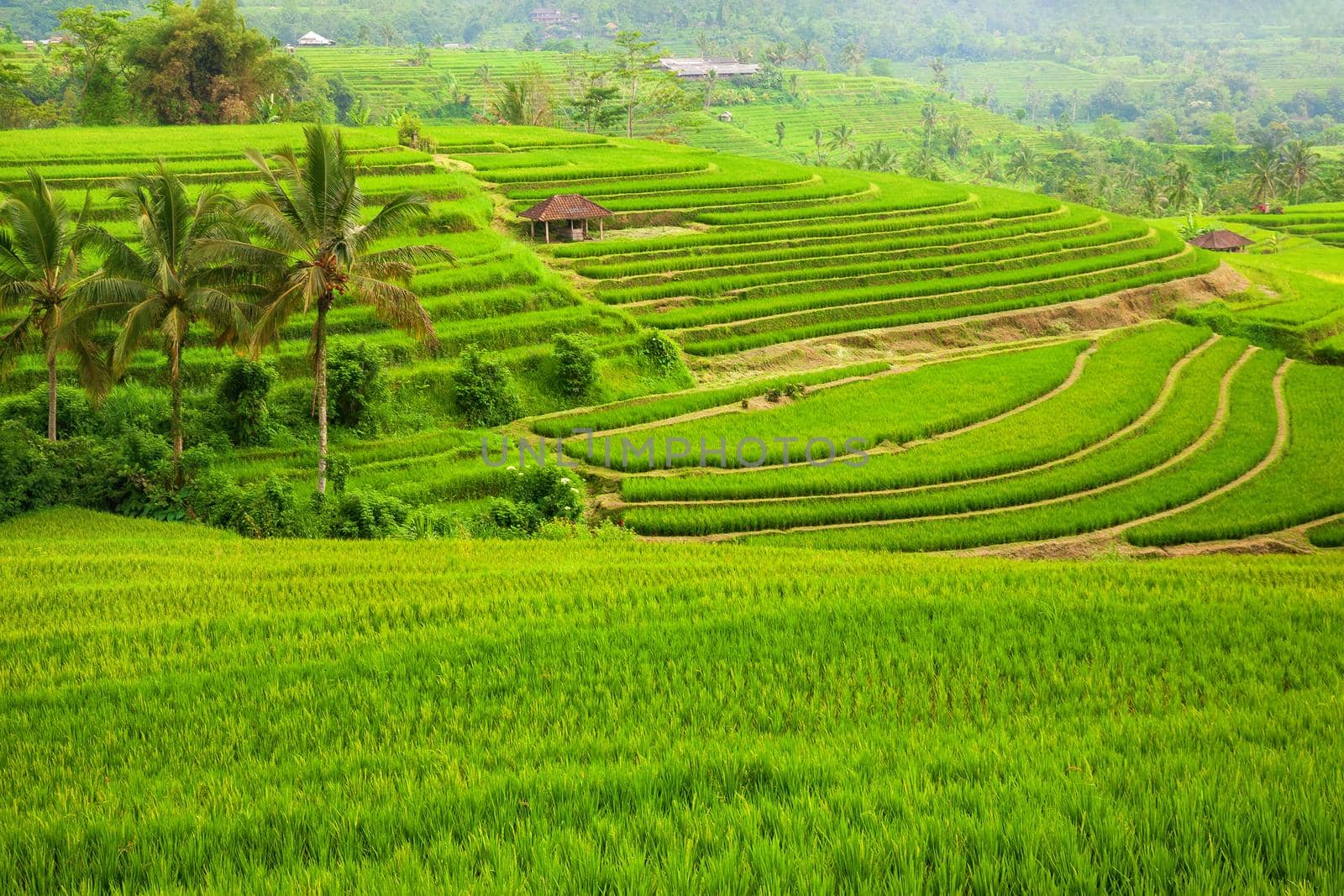 Green rice fields Jatiluwih on Bali island, Indonesia by zhu_zhu