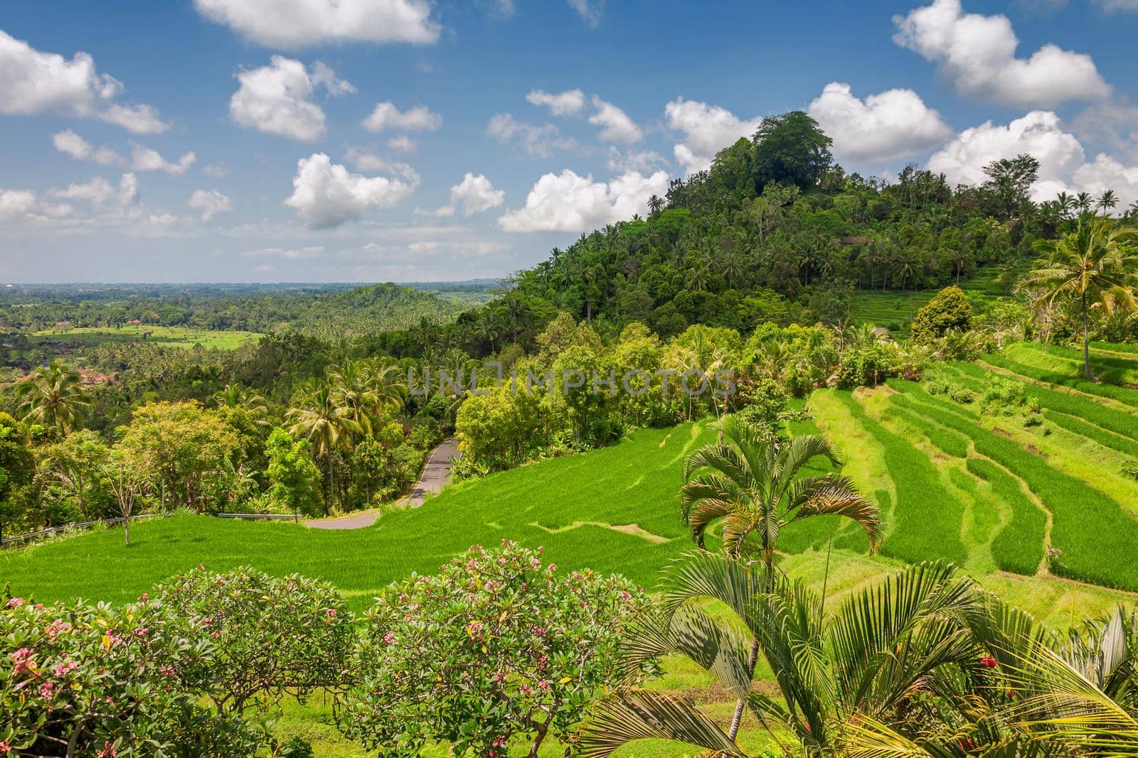 Green rice fields Jatiluwih on Bali island, Indonesia by zhu_zhu