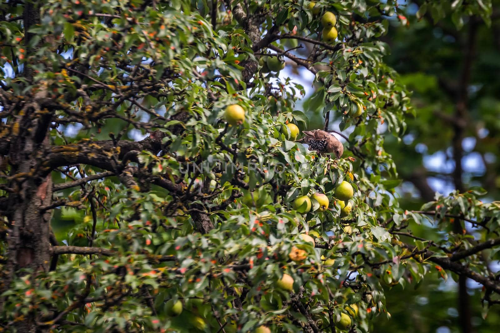 Fieldfare, Turdus pilaris. Bird eats apples from a tree.
