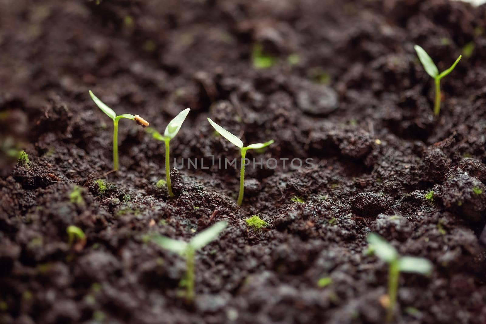 Young green sprouts of pepper in the ground. by galinasharapova