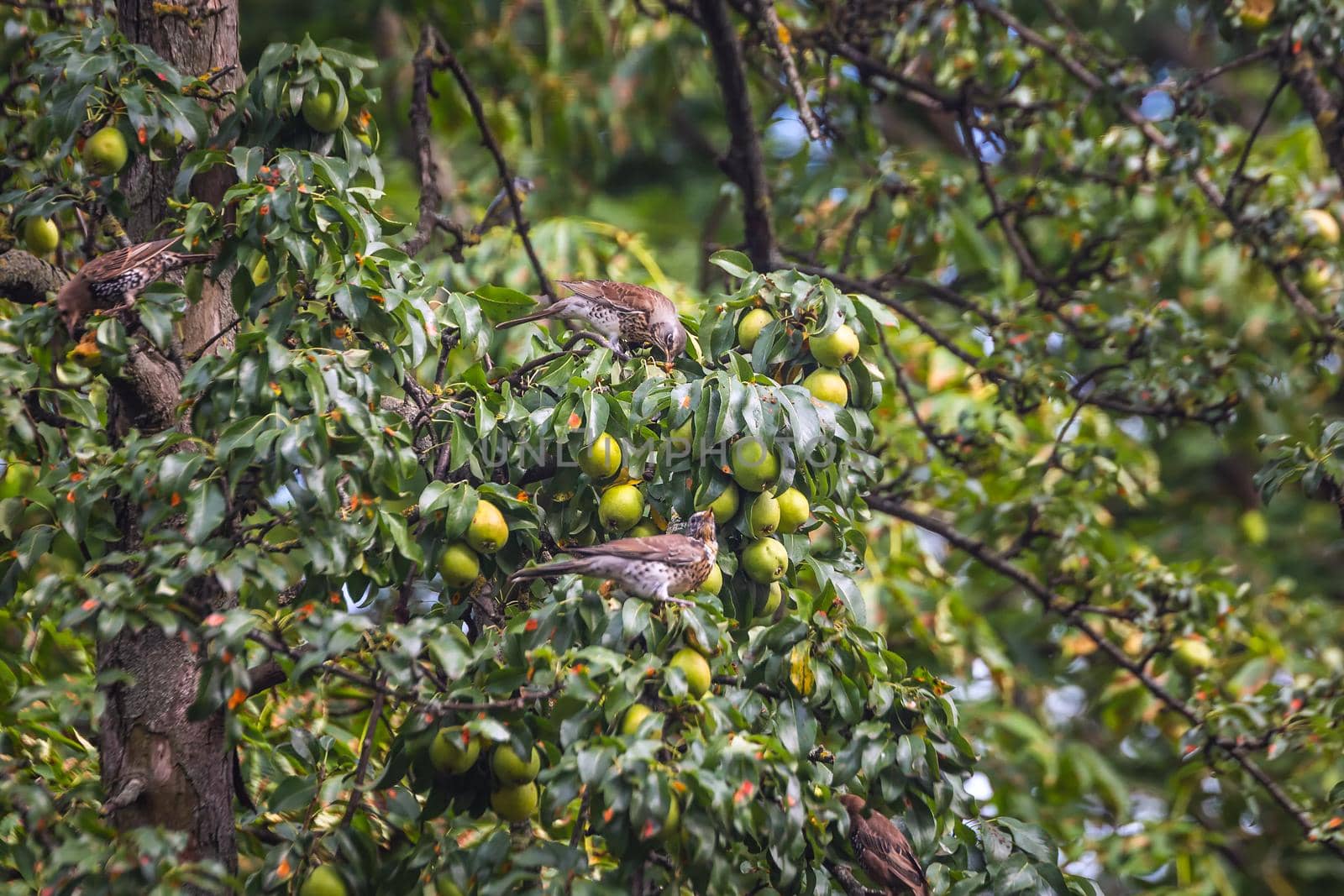 Fieldfare, Turdus pilaris. Bird eats apples from a tree.