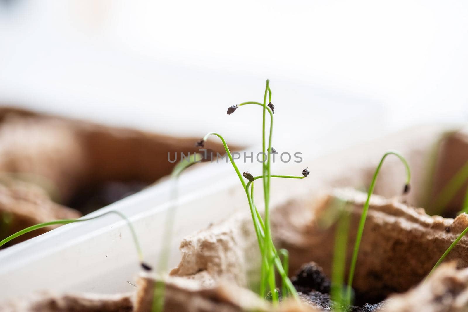 Young green sprouts of leeks in the ground. Growing seedlings in spring for planting in a greenhouse.