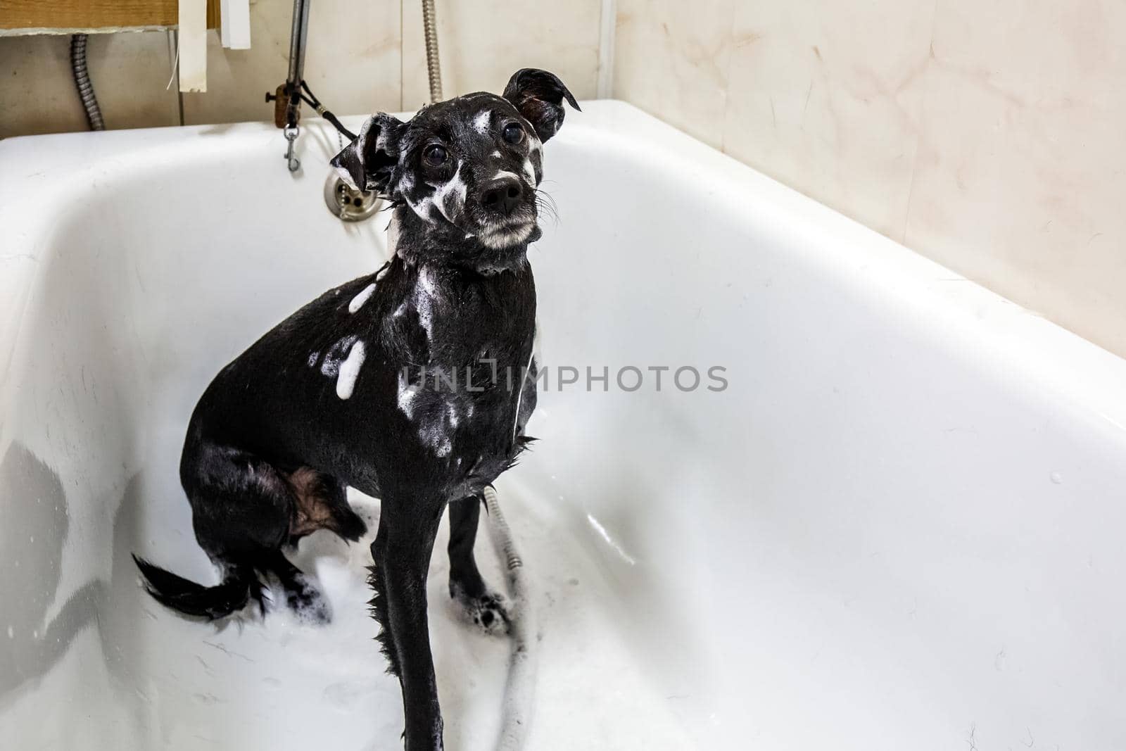 Portrait of cute small a dog showering with shampoo. Funny dog with soap foam on his head. Dog in the bathroom in grooming salon. Beauty salon for animals in Minsk.