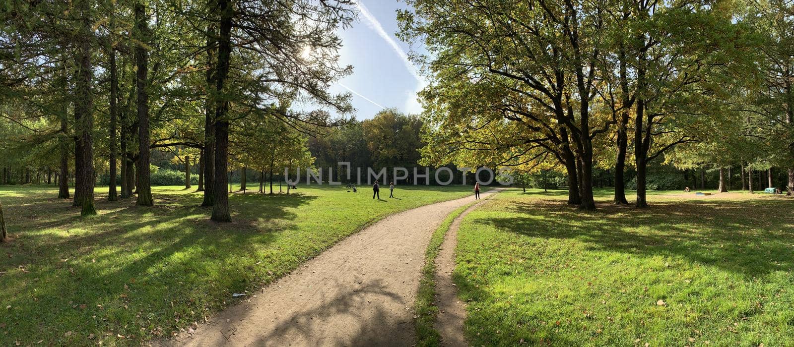 Panorama of first days of autumn in a park, long shadows of trees, blue sky, Buds of trees, Trunks of birches, sunny day, path in the woods, yellow leafs by vladimirdrozdin