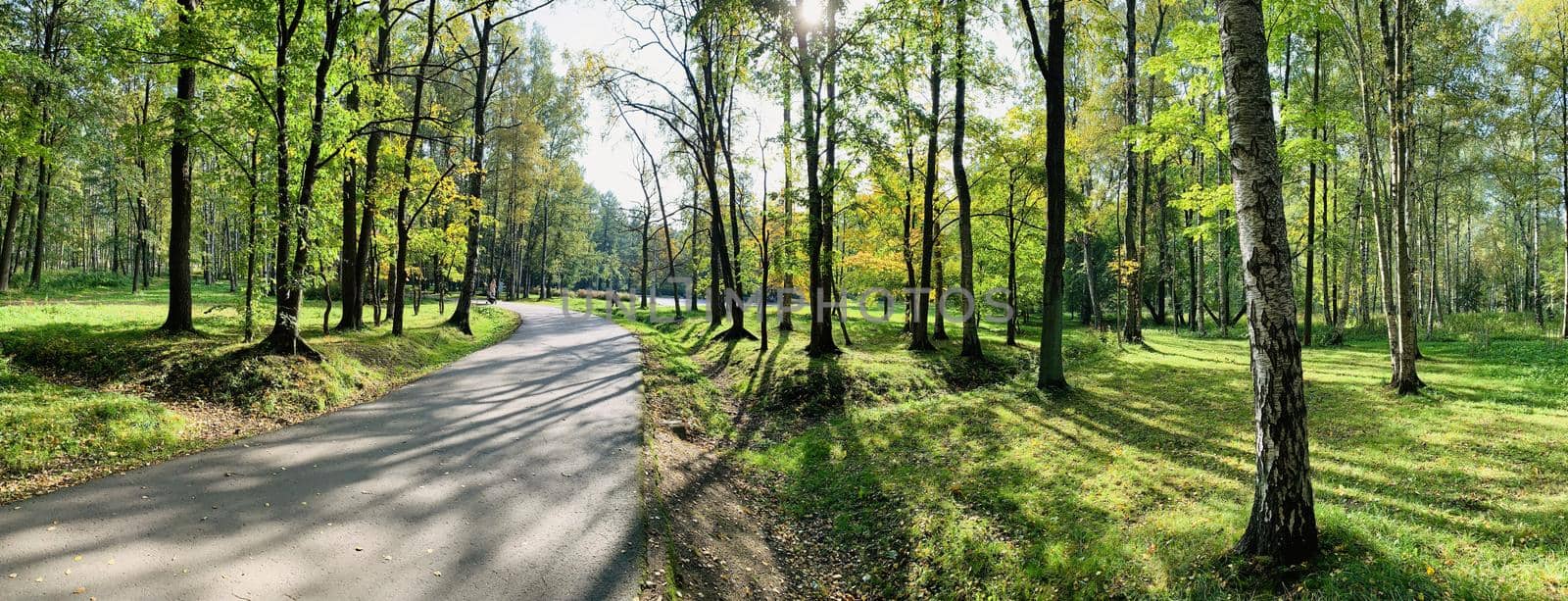 Panorama of first days of autumn in a park, long shadows, blue sky, Buds of trees, Trunks of birches, sunny day, path in the woods, yellow leafs, perspective