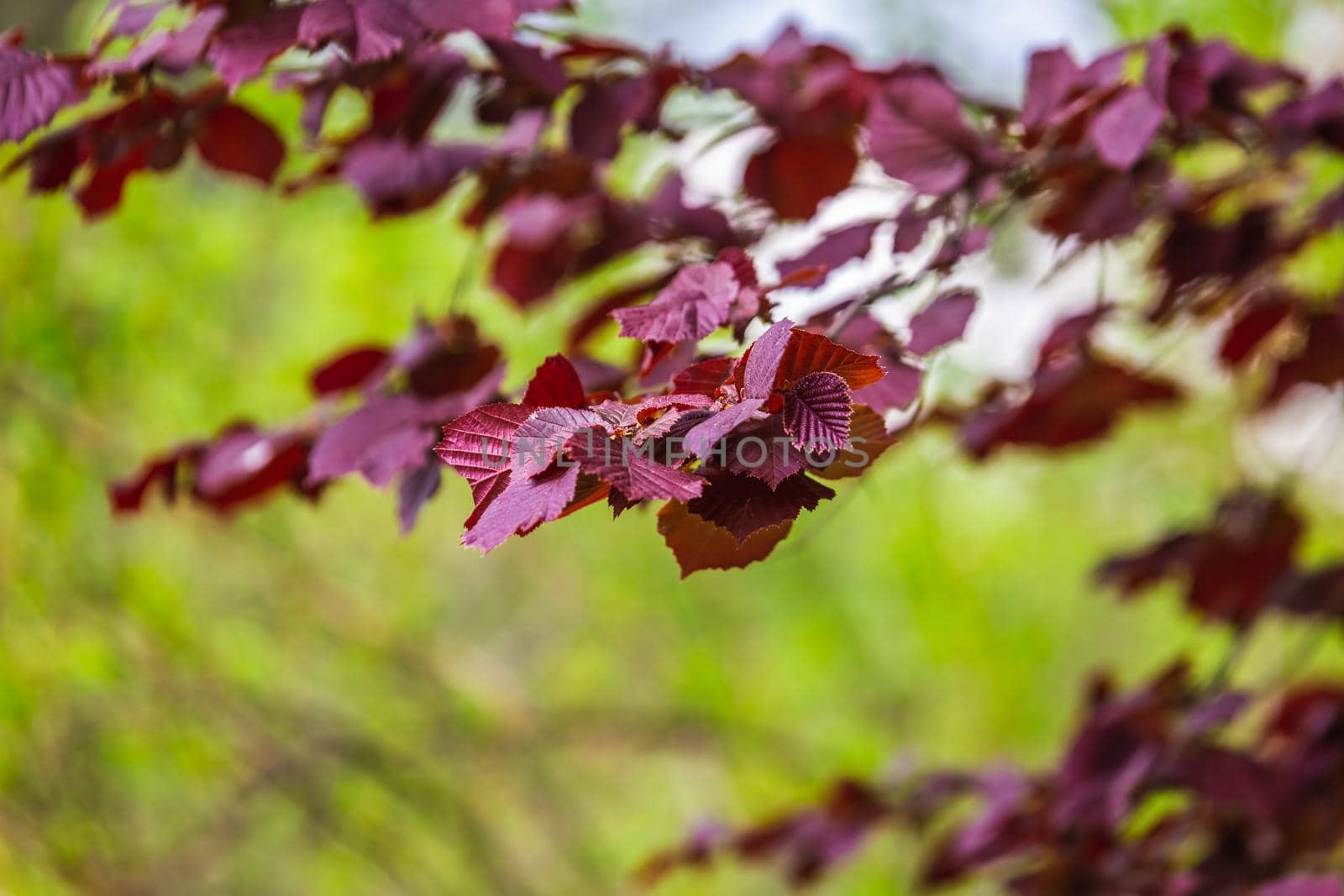 The blossoming grade lilac in a botanical garden of the city of Minsk, Belarus. Spring in Minsk. Blooming lilacs and chestnuts. Walk in the city.