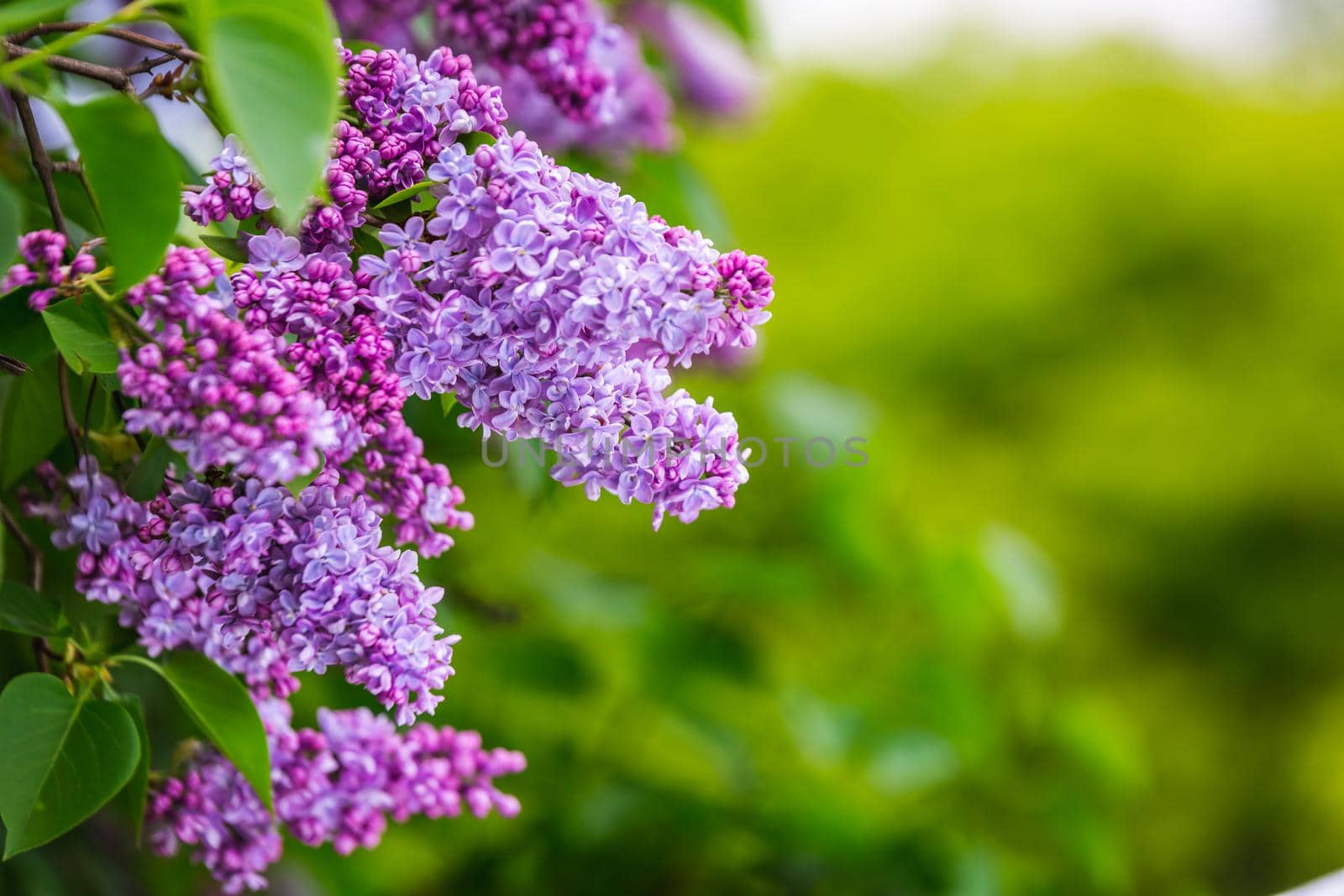 The blossoming grade lilac in a botanical garden of the city of Minsk, Belarus. Spring in Minsk. Blooming lilacs and chestnuts. Walk in the city.