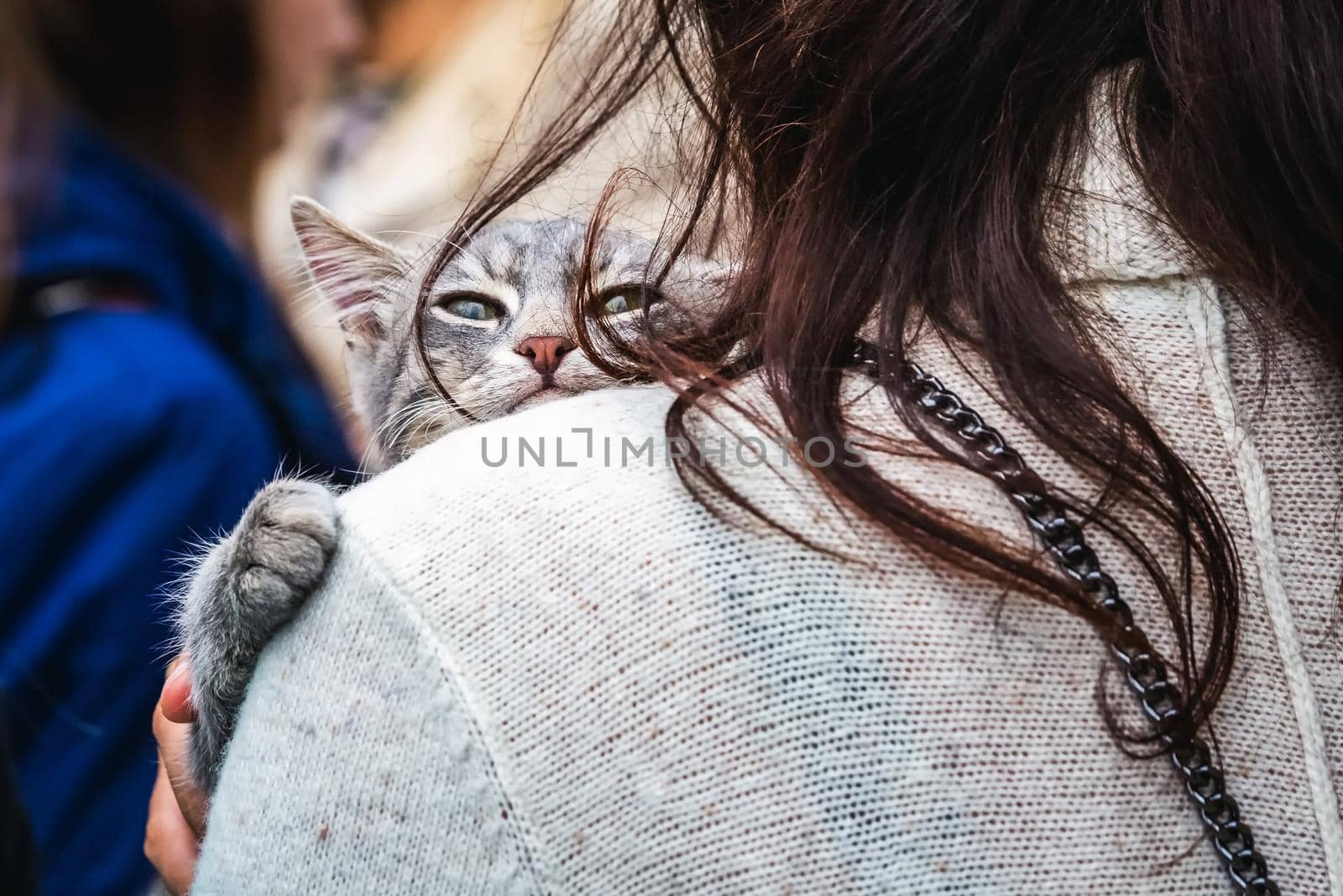 Cute cat at the protests in Minsk, Belarus. Elections in Minsk, Belarus 2020.