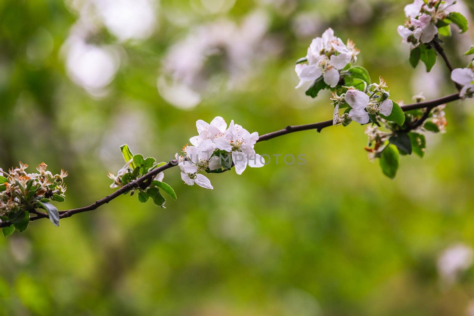 The blossoming cherry in a botanical garden of the city of Minsk, Belarus. Spring in Minsk. Blooming lilacs and chestnuts. Walk in the city.