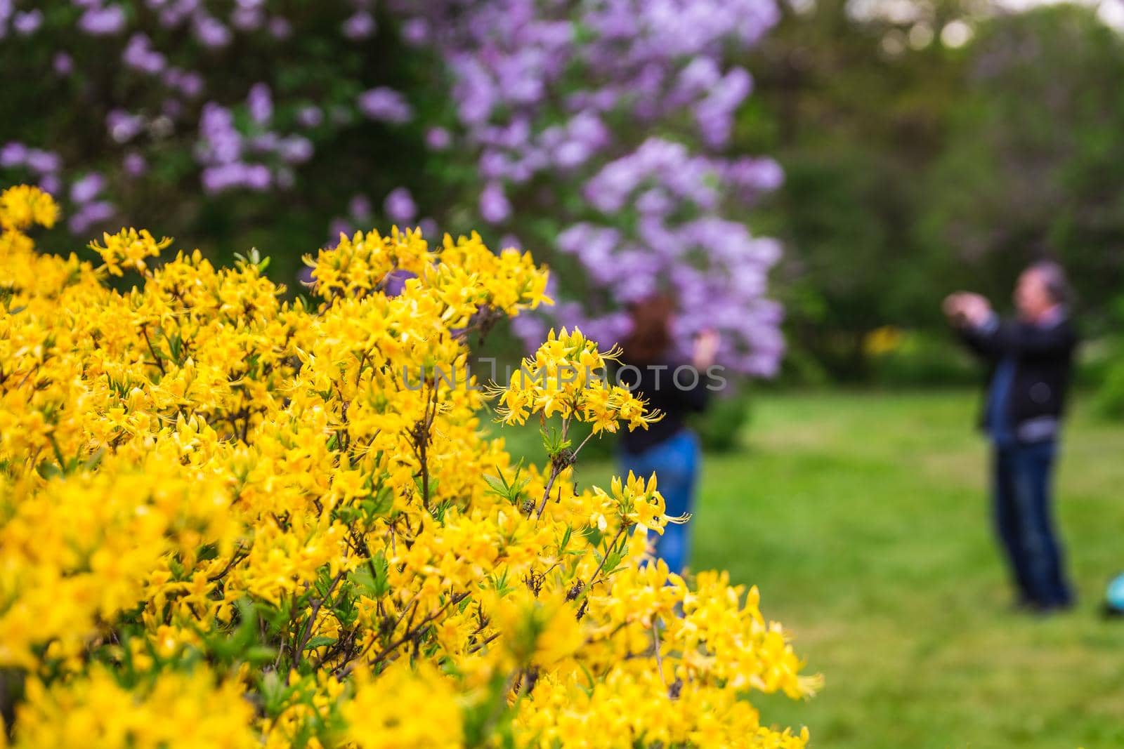 The blossoming grade lilac in a botanical garden of the city of Minsk, Belarus. Spring in Minsk. Blooming lilacs and chestnuts. Walk in the city.