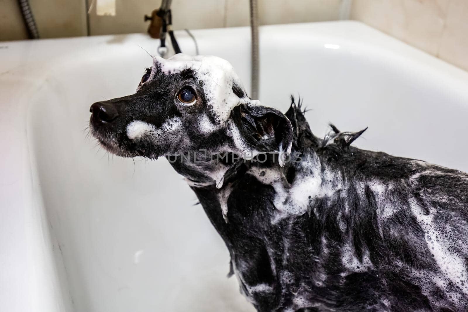 Portrait of cute small a dog showering with shampoo. Funny dog with soap foam on his head. Dog in the bathroom in grooming salon. Beauty salon for animals in Minsk.