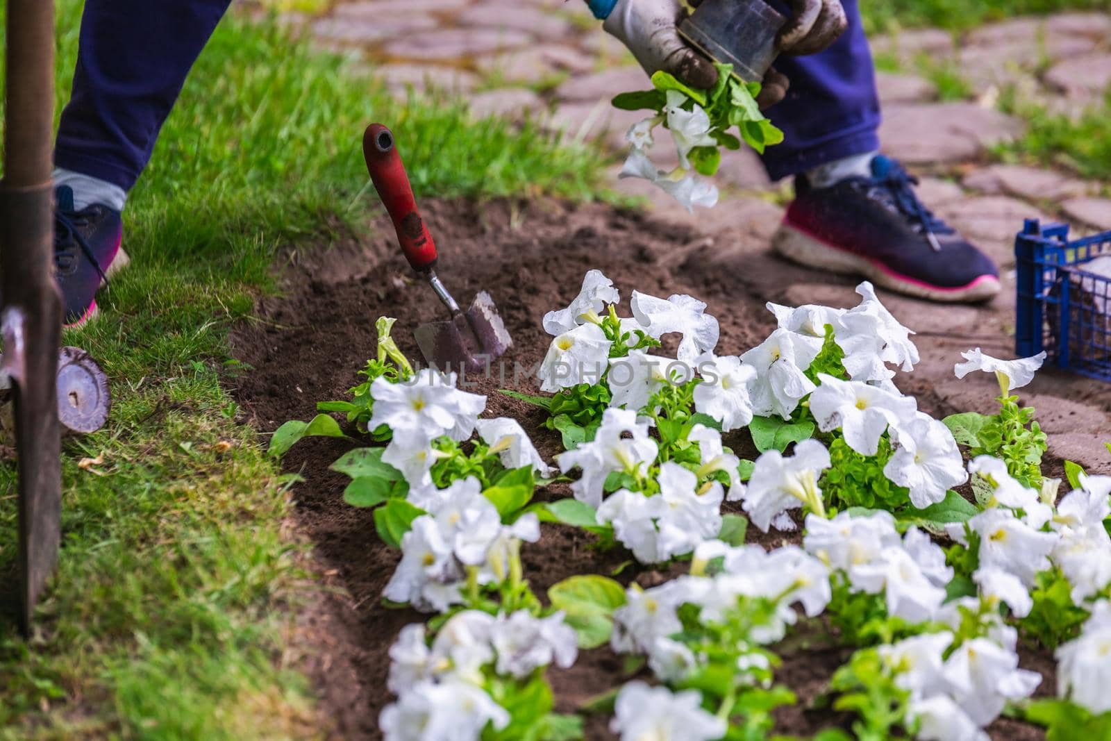 Gardener works in a botanical garden of the city of Minsk, Belarus. Spring in Minsk. Blooming lilacs and chestnuts. Walk in the city.