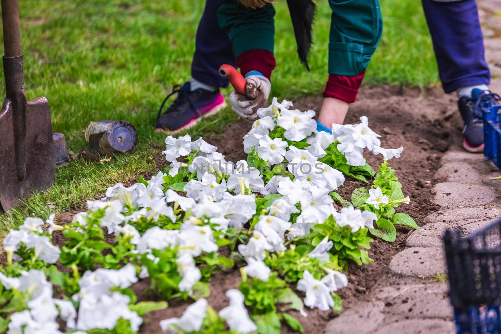 Gardener works in a botanical garden of the city of Minsk, Belarus. Spring in Minsk. Blooming lilacs and chestnuts. Walk in the city.