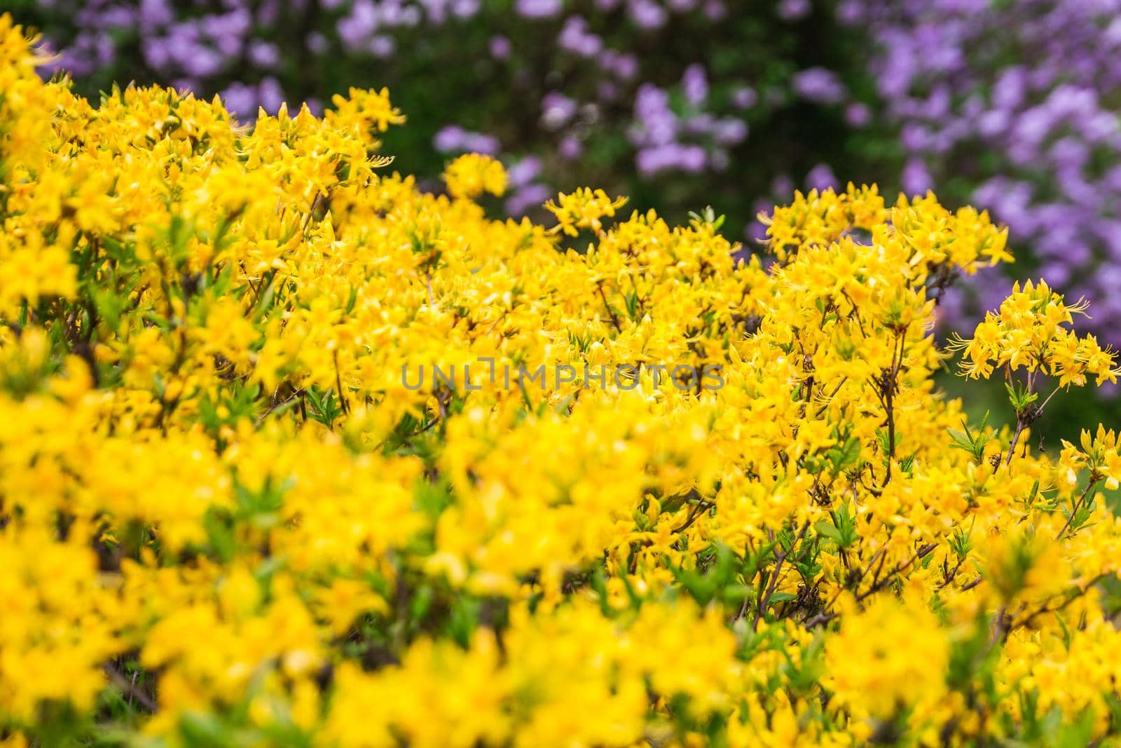 The blossoming grade lilac in a botanical garden of the city of Minsk, Belarus. Spring in Minsk. Blooming lilacs and chestnuts. Walk in the city.