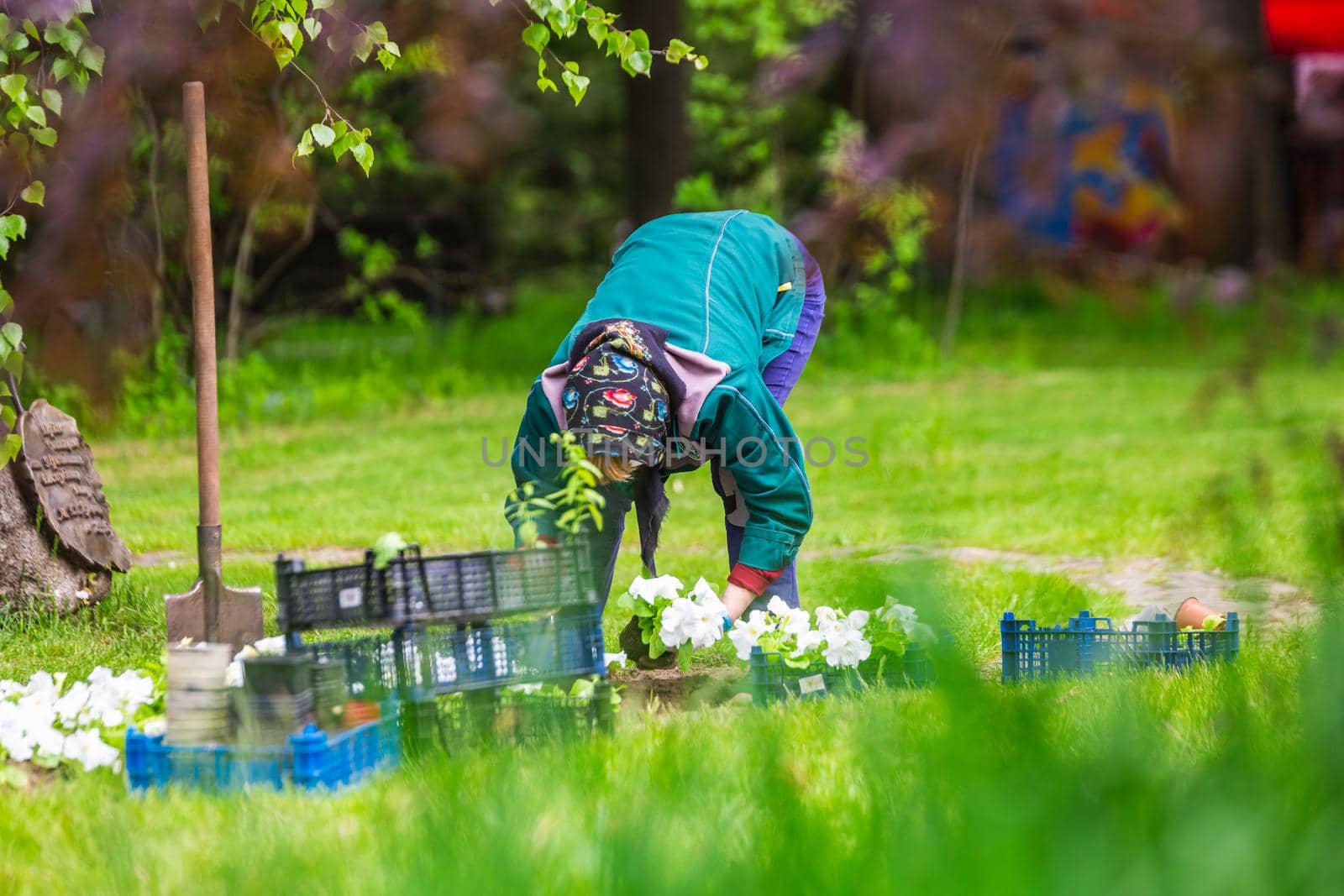 Gardener works in a botanical garden of the city of Minsk, Belarus. Spring in Minsk. Blooming lilacs and chestnuts. Walk in the city.