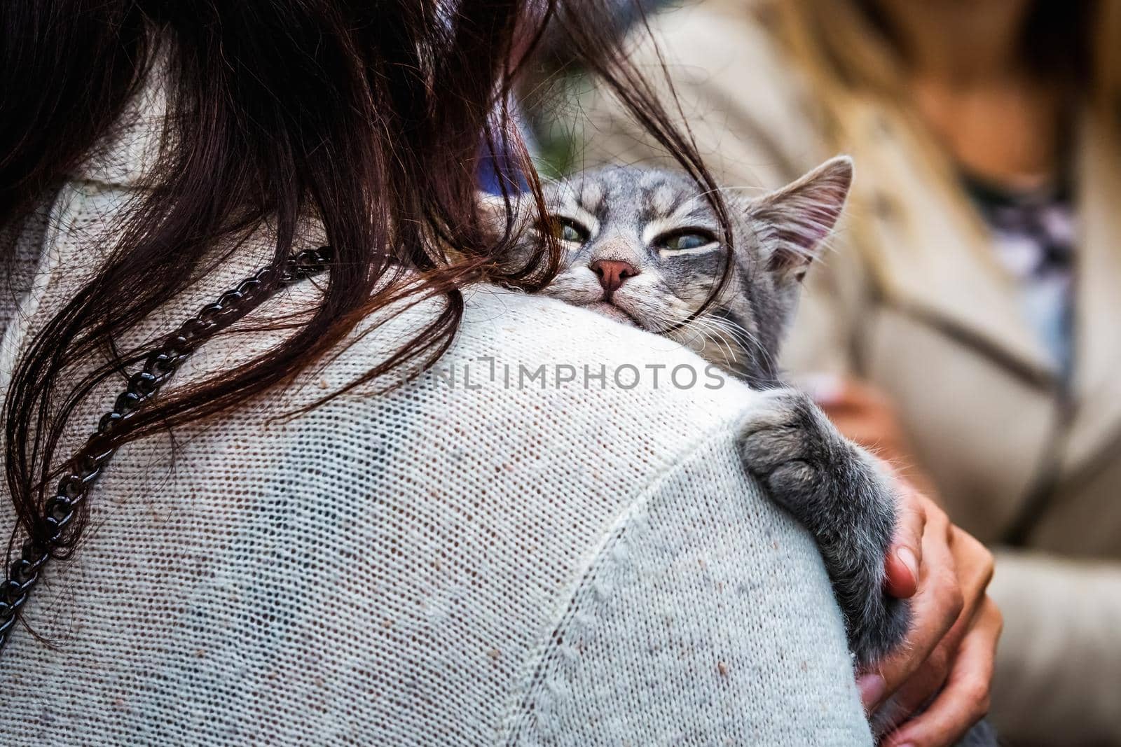 Cute cat at the protests in Minsk, Belarus. Elections in Minsk, Belarus 2020.