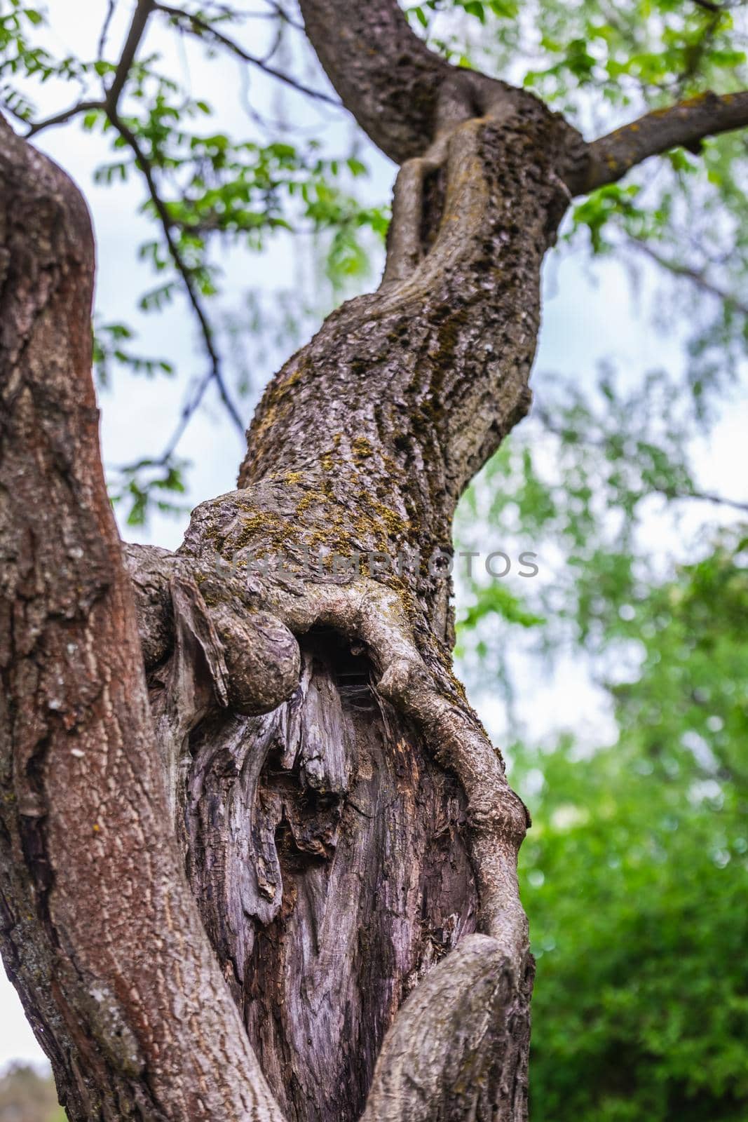 Old tree at the botanical garden of the city of Minsk, Belarus. Spring in Minsk. Blooming lilacs and chestnuts. Walk in the city.