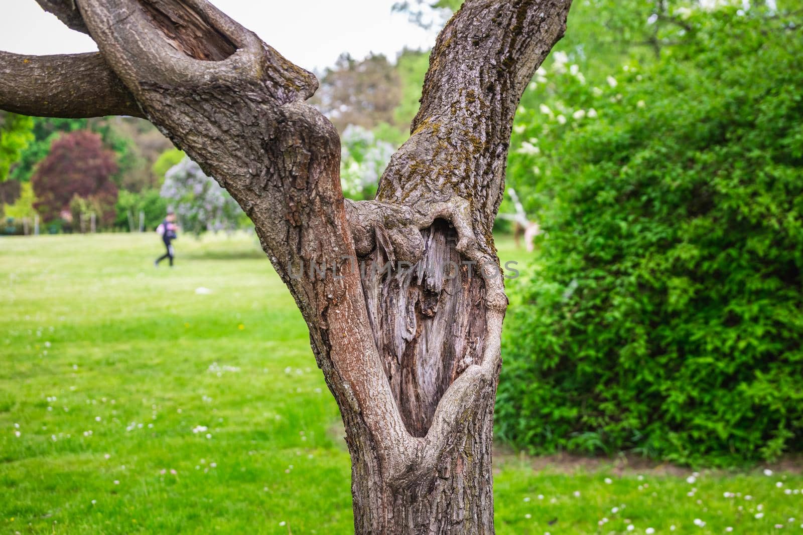 Old tree at the botanical garden of the city of Minsk, Belarus. Spring in Minsk. Blooming lilacs and chestnuts. Walk in the city.