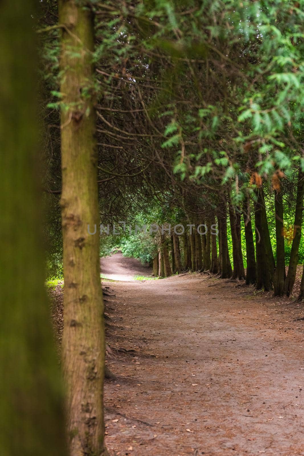 Tree alley in a botanical garden of the city of Minsk, Belarus. Spring in Minsk. Blooming lilacs and chestnuts. Walk in the city.