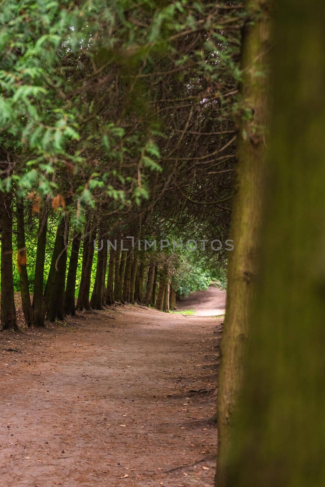 Tree alley in a botanical garden of the city of Minsk, Belarus. Spring in Minsk. Blooming lilacs and chestnuts. Walk in the city.