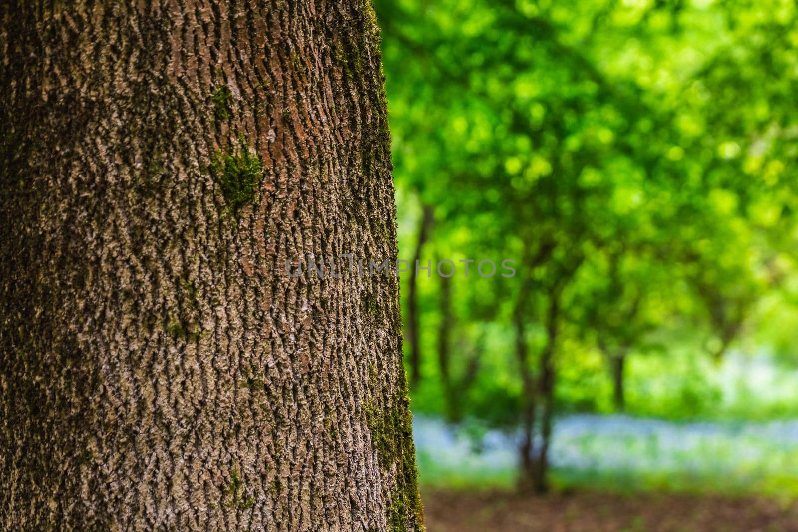 Tree alley in a botanical garden of the city of Minsk, Belarus. Spring in Minsk. Blooming lilacs and chestnuts. Walk in the city.