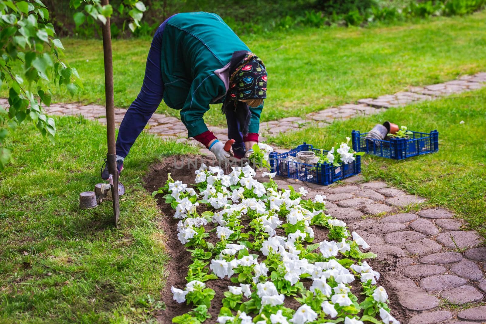 Gardener works in a botanical garden of the city of Minsk, Belarus. Spring in Minsk. Blooming lilacs and chestnuts. Walk in the city.