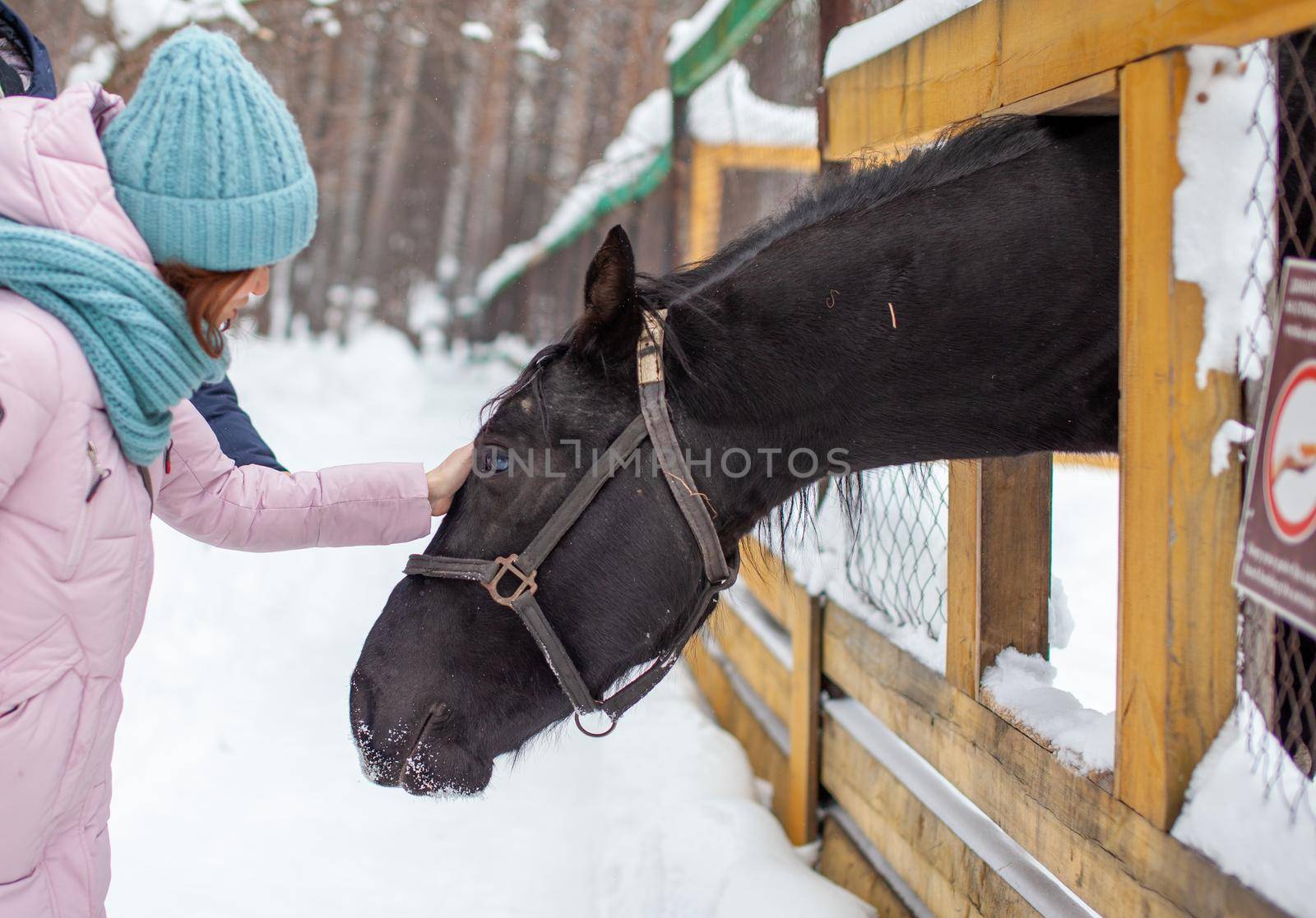 A woman feeds a horse in the zoo in winter.  by AnatoliiFoto