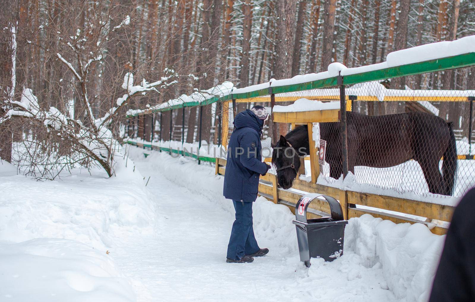 A man feeds a horse in the zoo in winter. by AnatoliiFoto