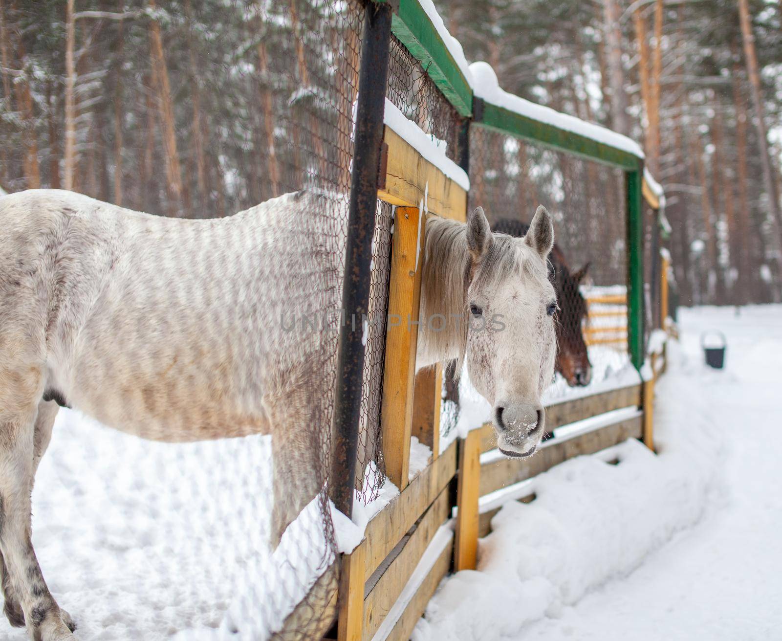 A woman feeds a horse in the zoo in winter.  by AnatoliiFoto