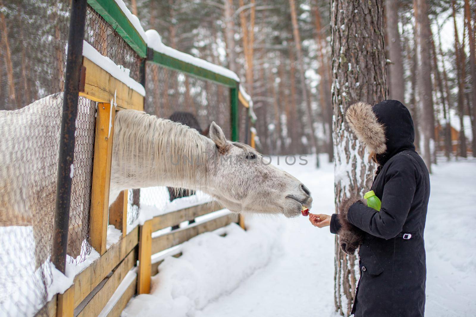 A woman feeds a horse in the zoo in winter.  by AnatoliiFoto