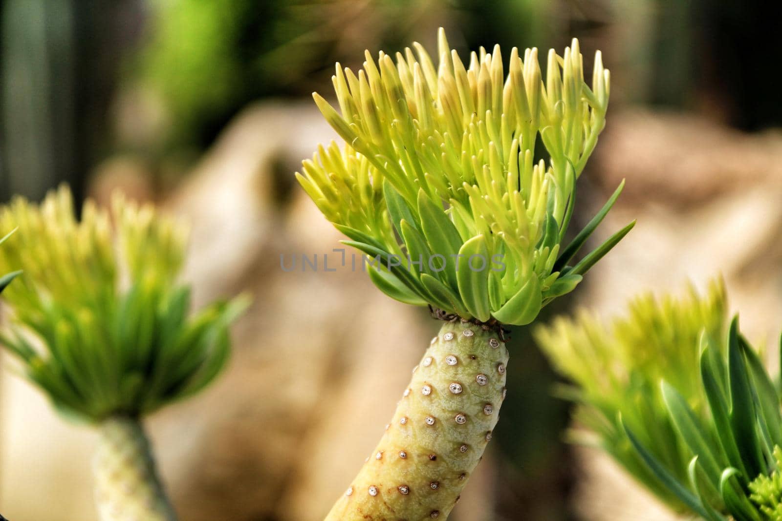 Beautiful Senecio Anteuphorbium flowers in the garden by soniabonet