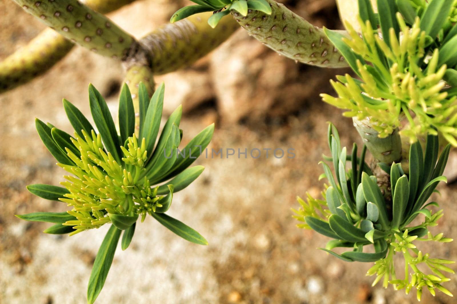 Beautiful Senecio Anteuphorbium flowers in the garden by soniabonet