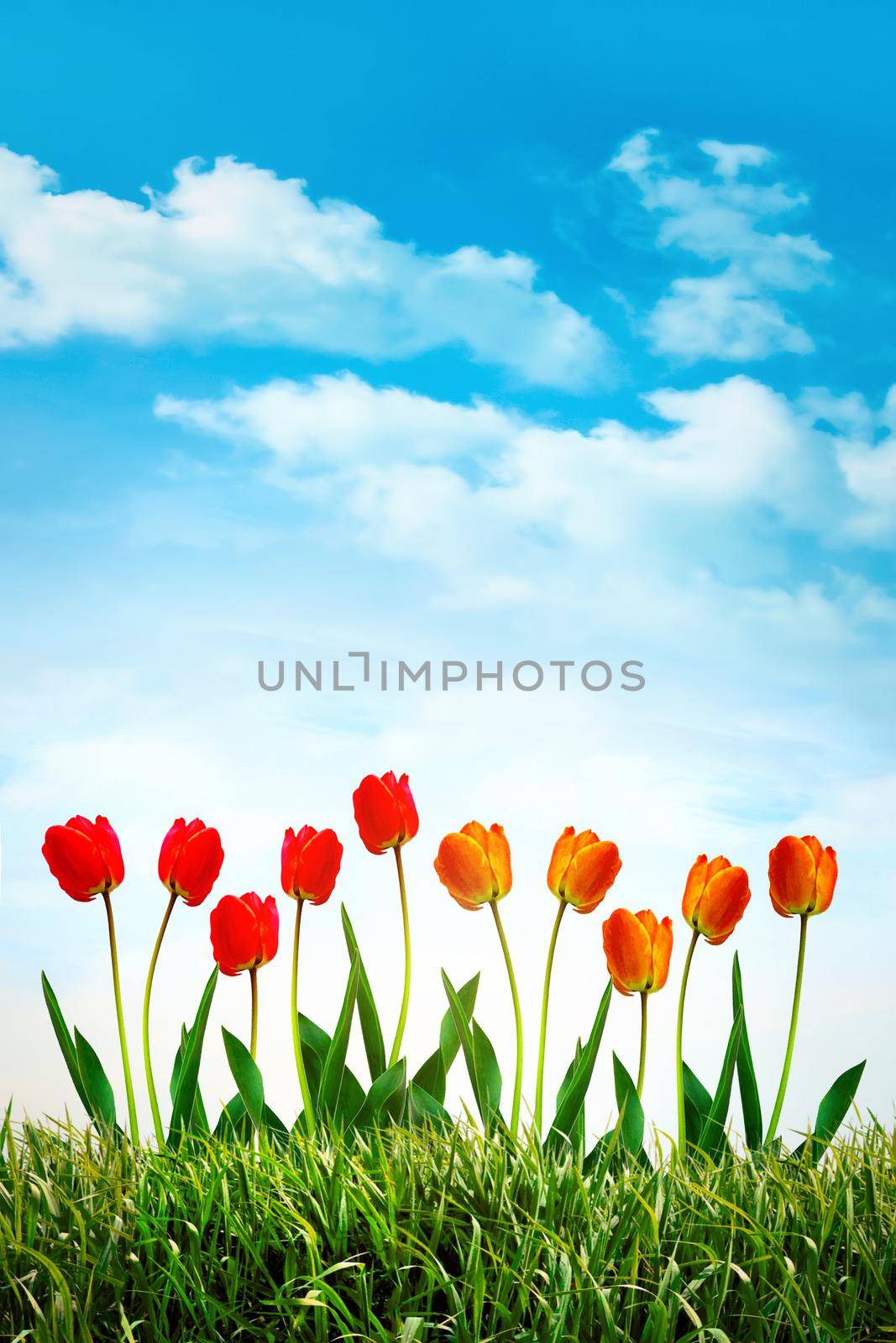 Red and orange tulips against a summer sky