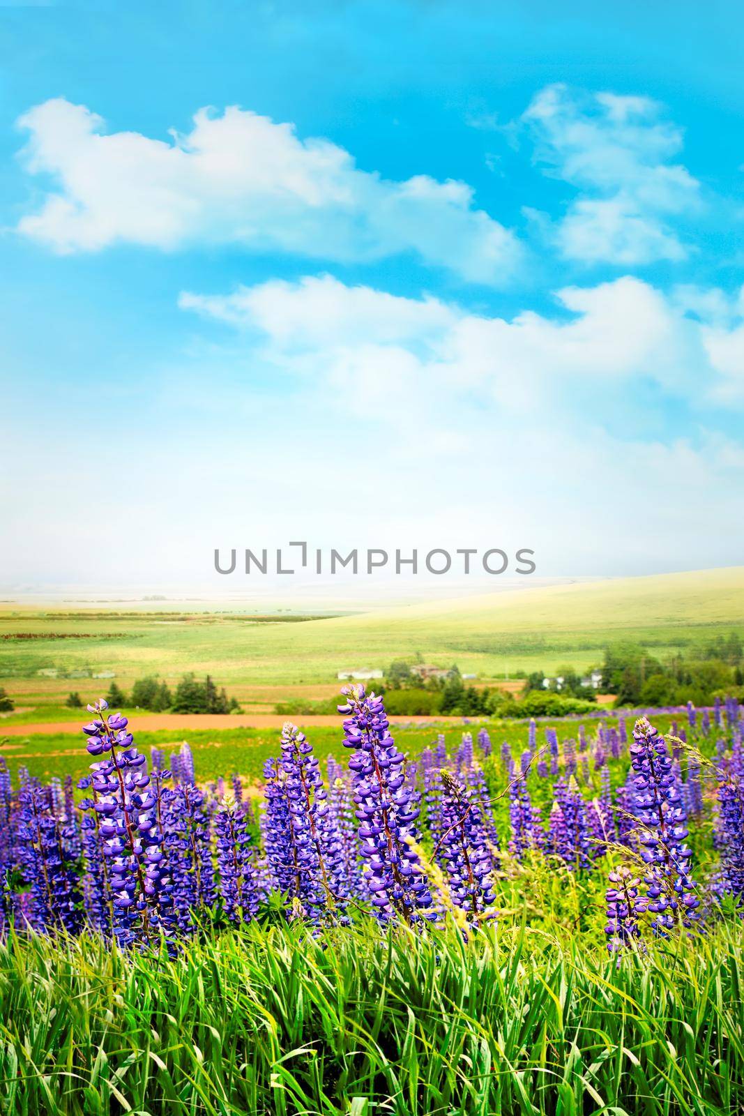 Purple flowers in tall grass against a summer sky