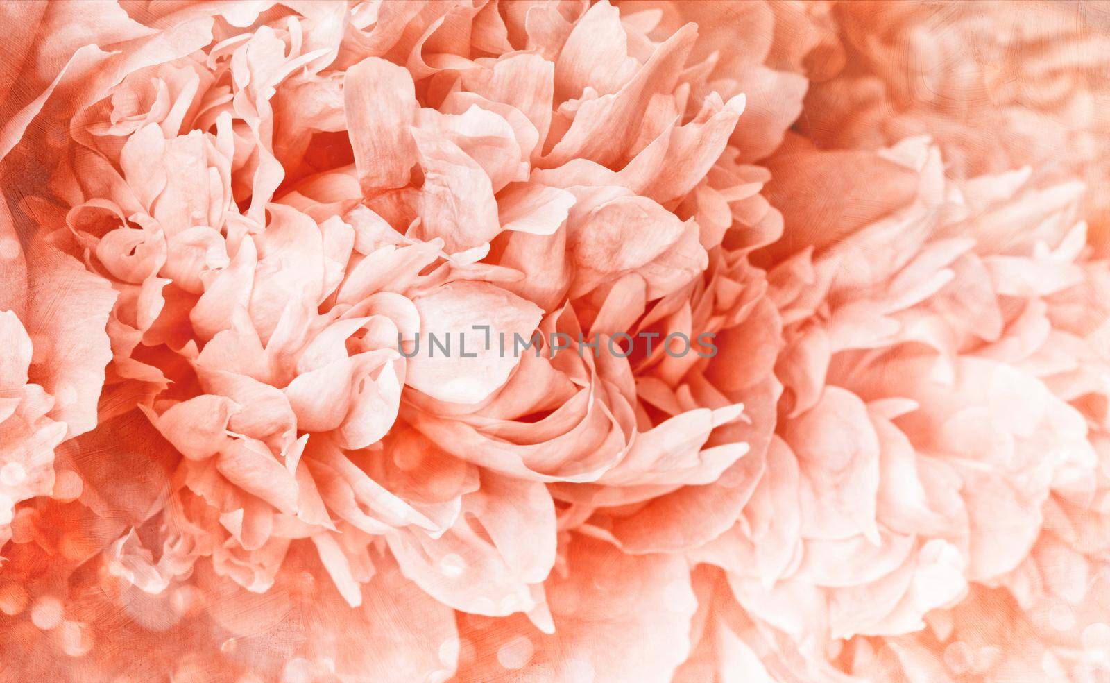 Peony flower with soft  light background by Sandralise