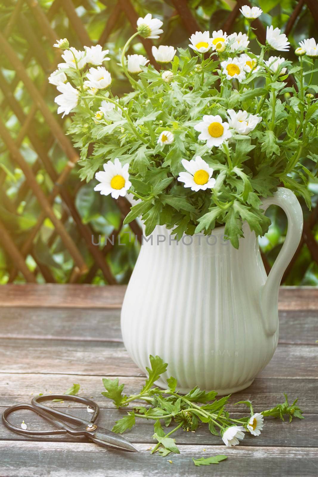 Daisies in white jug on table