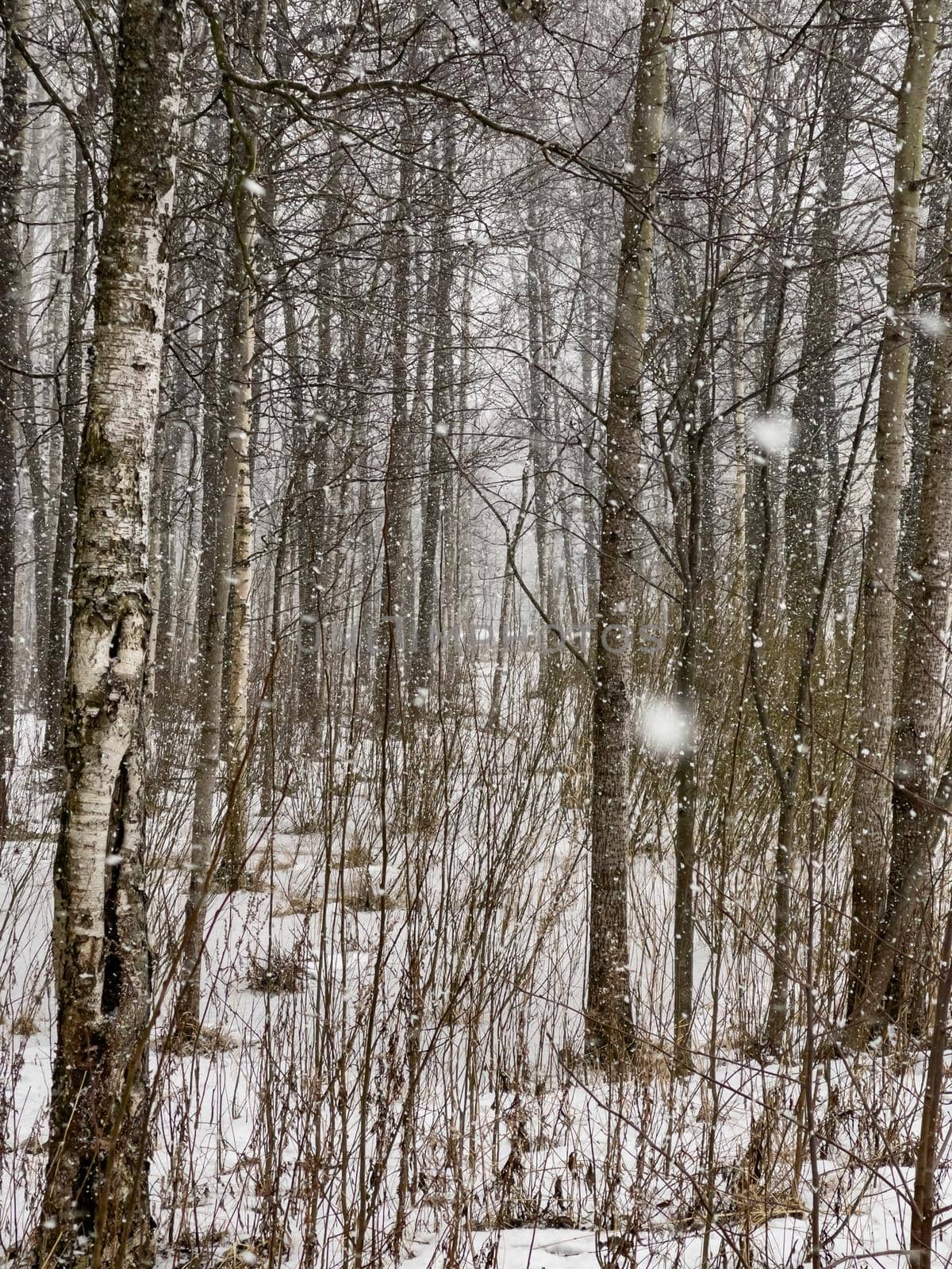 A heavy snow goes in the wood, Large flakes of snow, wild park, winter trees, the massif from a trunk of trees, trunks of birch. Forest abstract background, nobody. High 4k quality image
