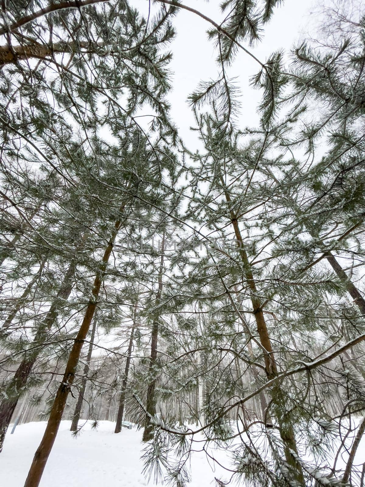 Small fir-trees stand in snow-covered park in cloudy weather, the bottom view, a look up, needles of a fir-tree of green color. High quality photo