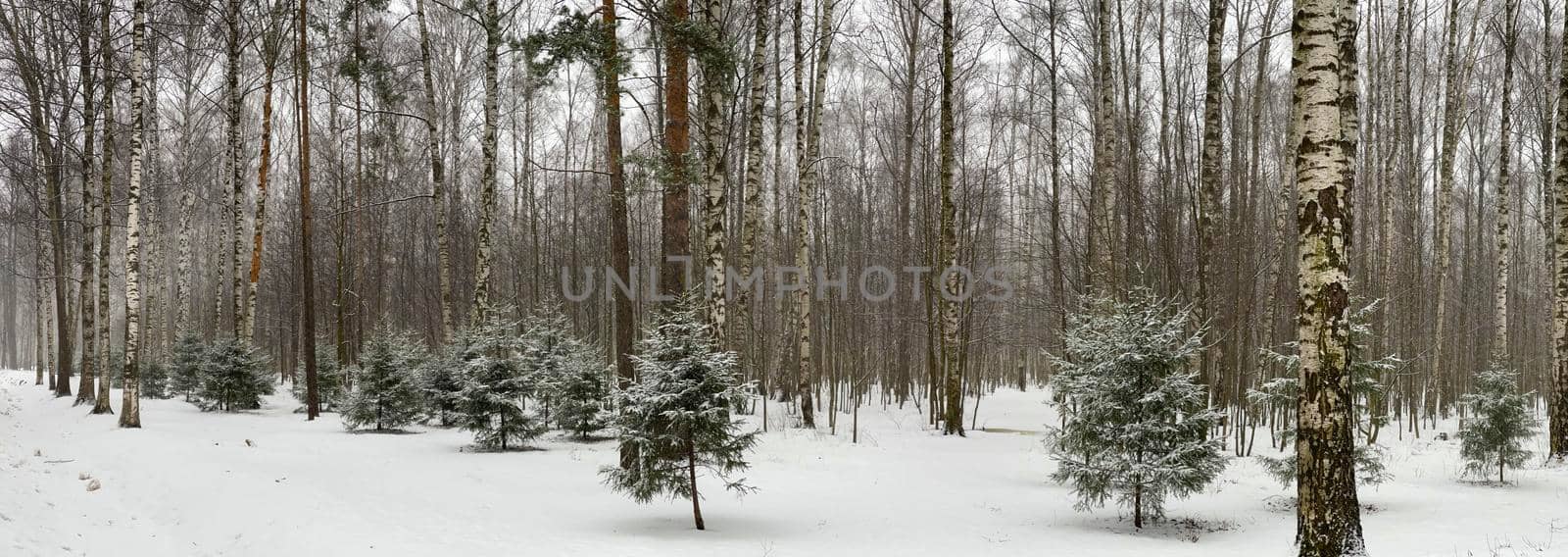 Panoramic image of small fir trees stand in snow-covered park in cloudy weather, needles of a fir tree of green color, The wood without leaves, Black trunks of trees. High quality photo