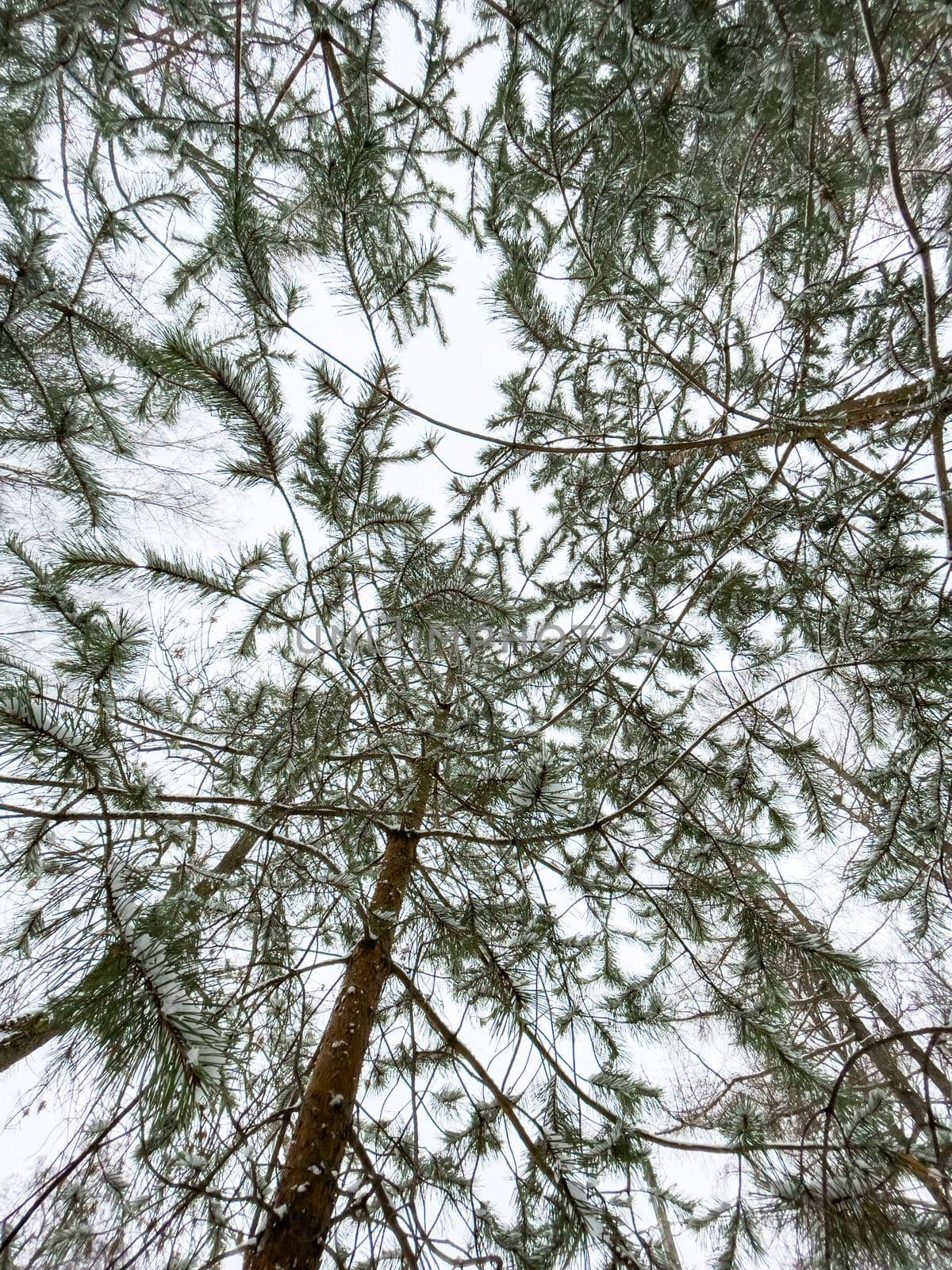 Small fir-trees stand in snow-covered park in cloudy weather, the bottom view, a look up, needles of a fir-tree of green color. High quality photo
