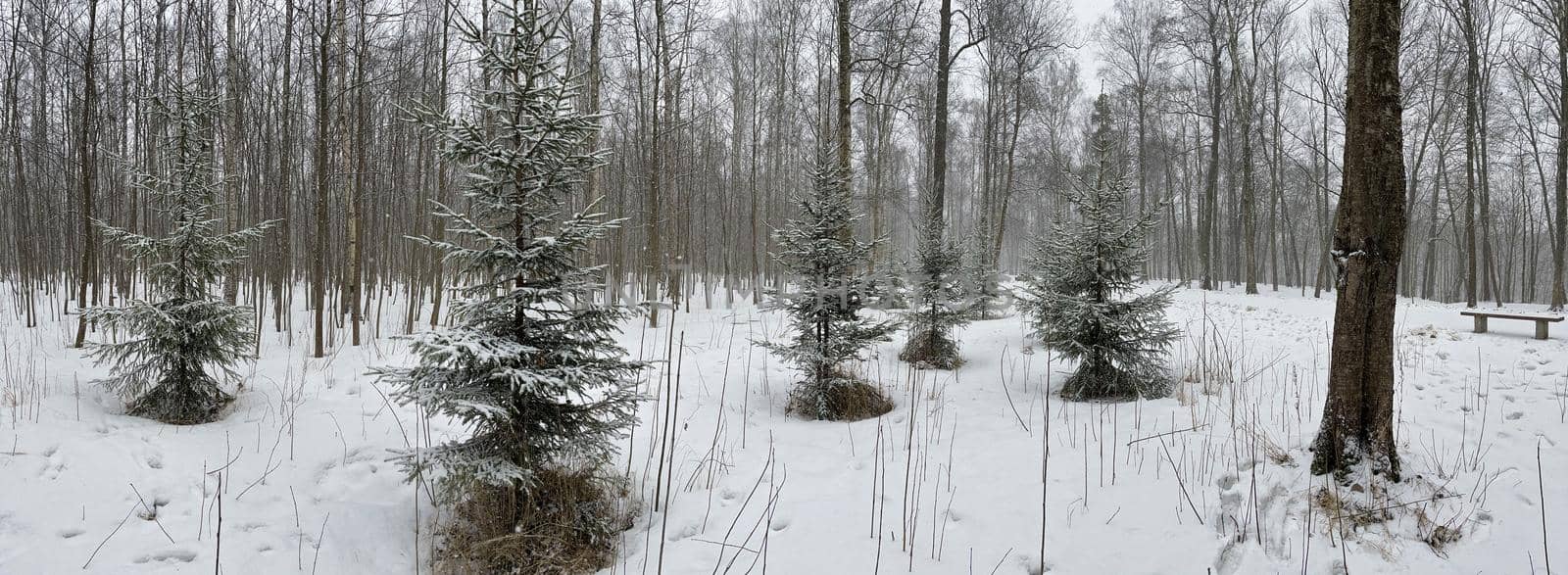 Panoramic image of small fir trees stand in snow-covered park in cloudy weather, needles of a fir tree of green color, The wood without leaves, Black trunks of trees. High quality photo