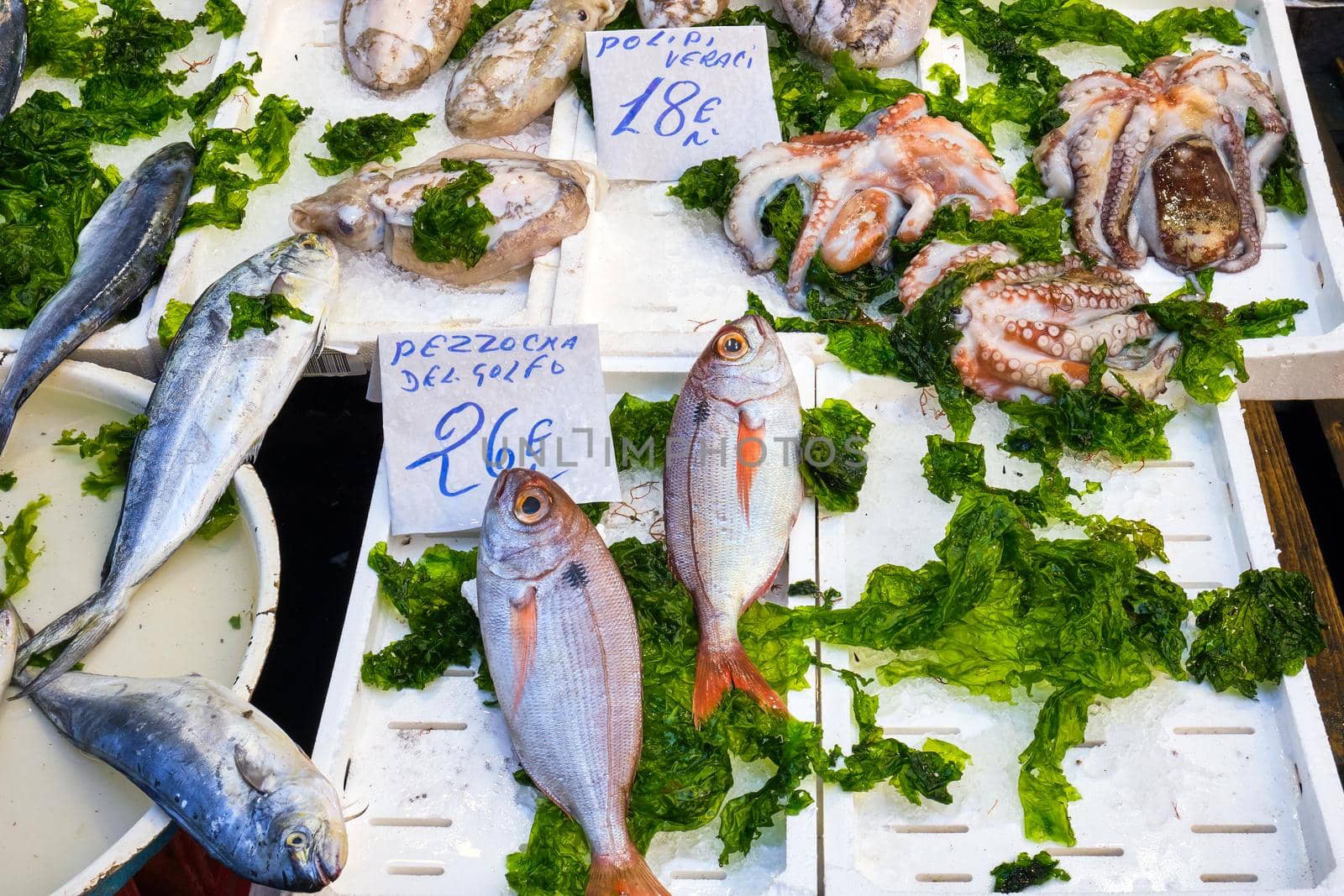 Fish and squid for sale at a market